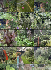 jardin et ses belles plantes au mois de juin
