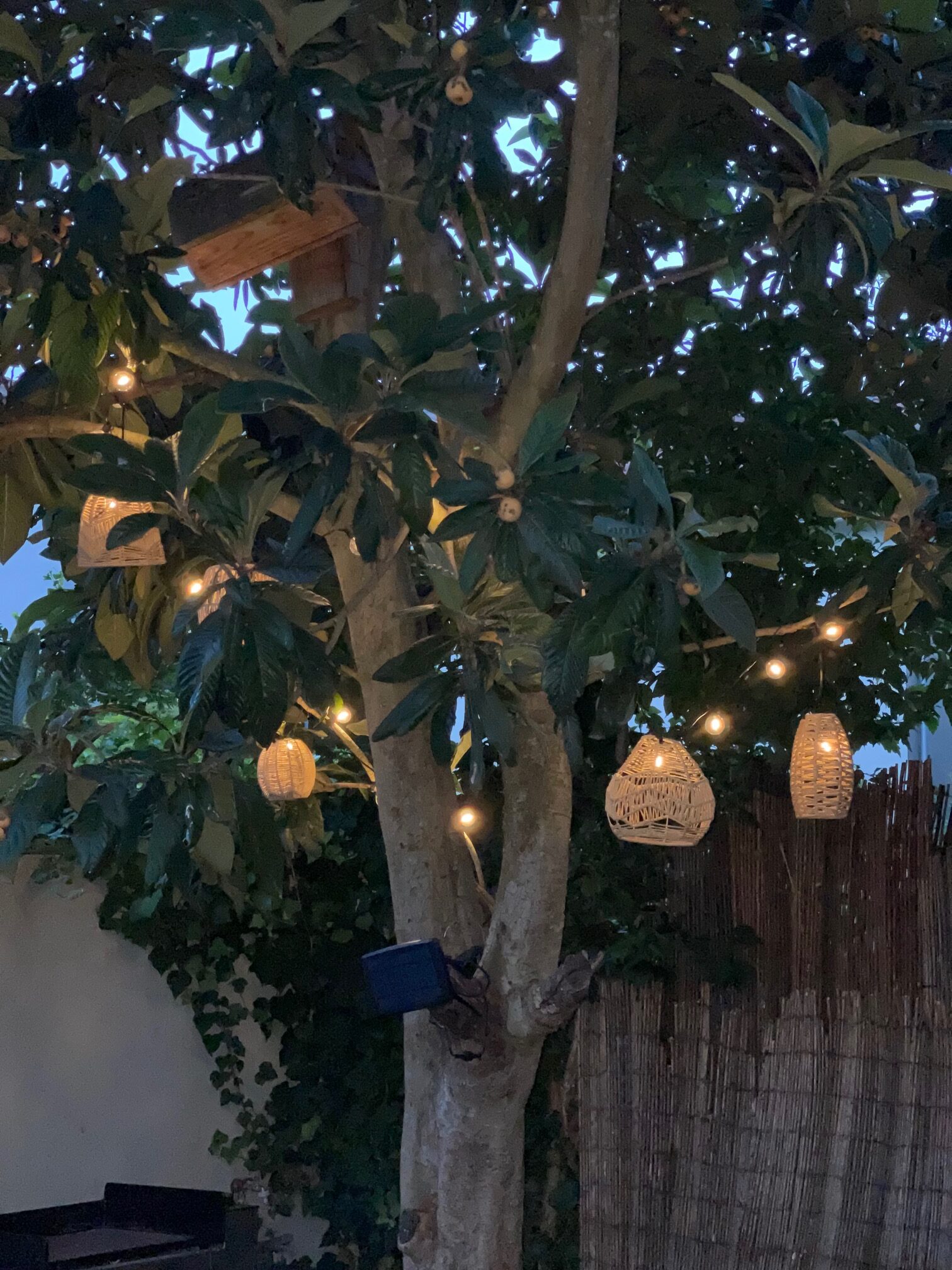 La guirlande éclairée du néflier, éclairage chaud,